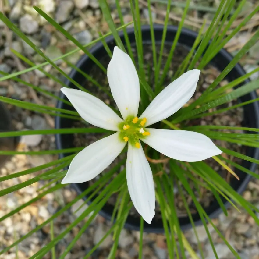 Zephyranthes: condizioni per tenerli in casa