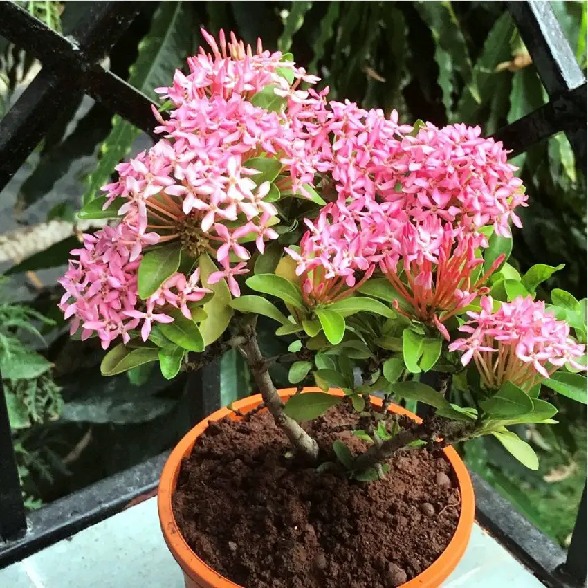 Ixora in vaso