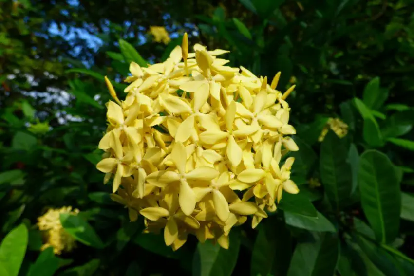 Giallo Ixora