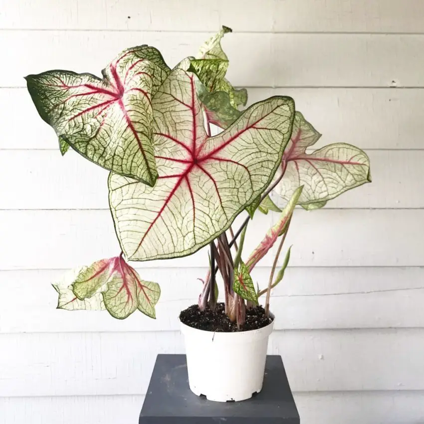 caladium