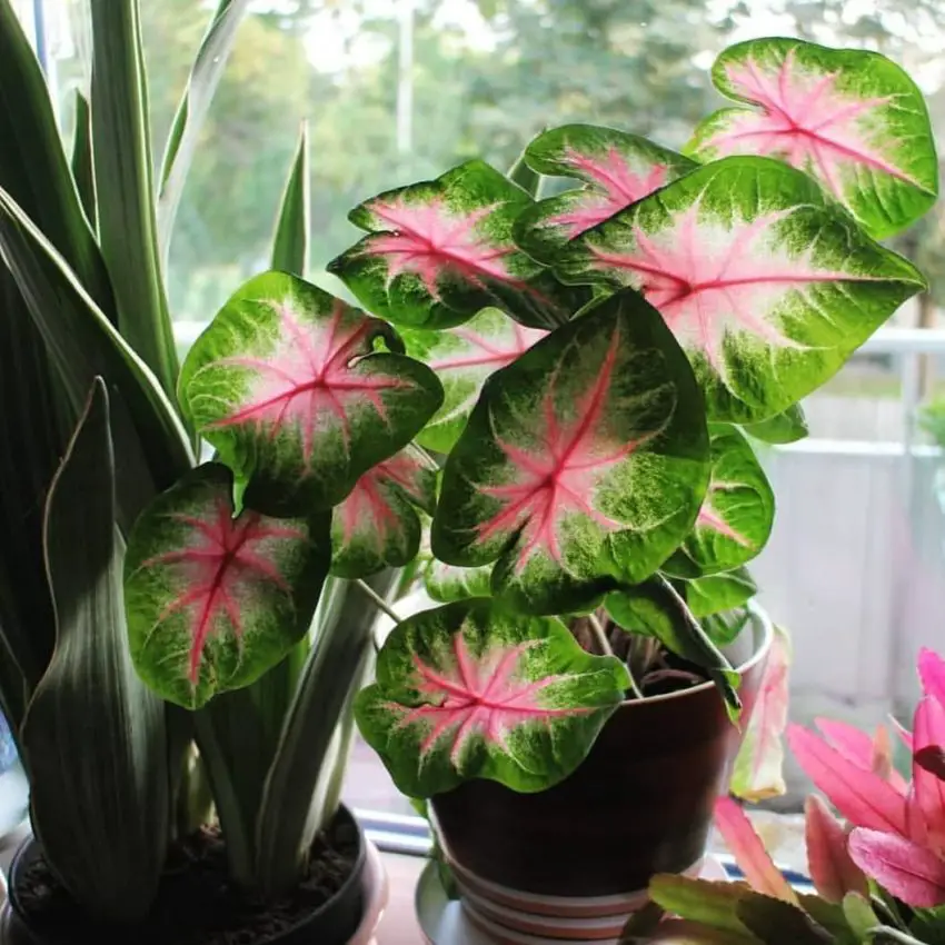 Caladium: regole per la coltivazione e la cura in casa