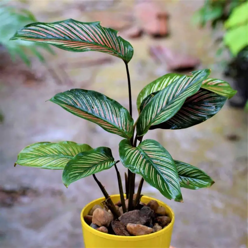 Calathea: regole di impianto, cura e propagazione