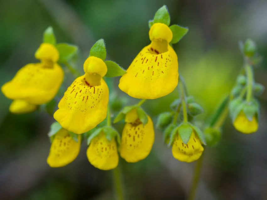 Calceolaria: coltivazione e cura in casa