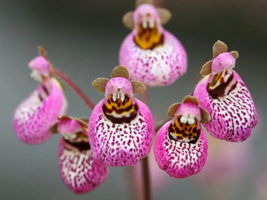 Calceolaria