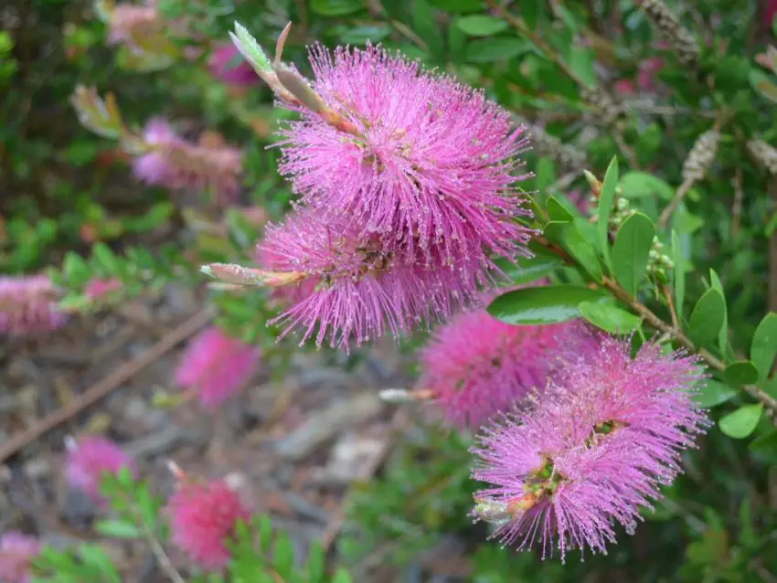 fiore di callistemon