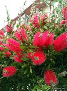 pianta di callistemon