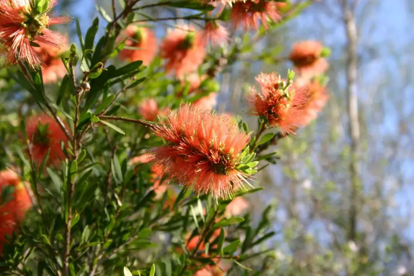 Callistemon: specie popolari, cura e propagazione