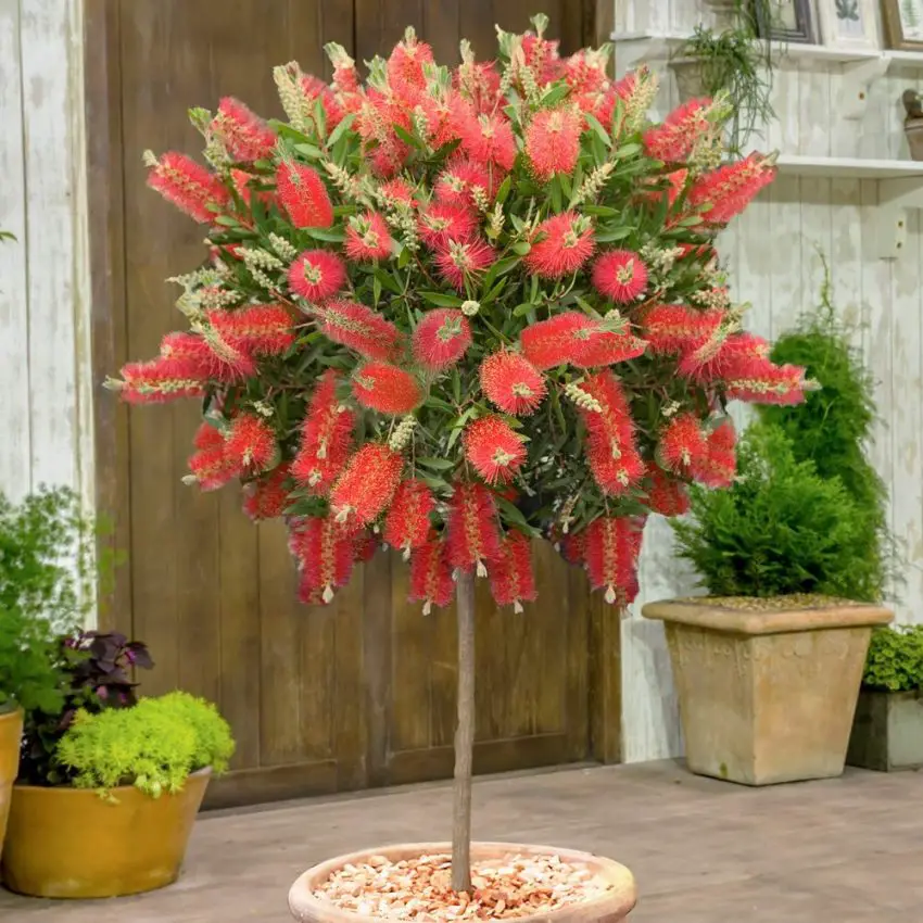 Callistemon: specie popolari, cura e propagazione