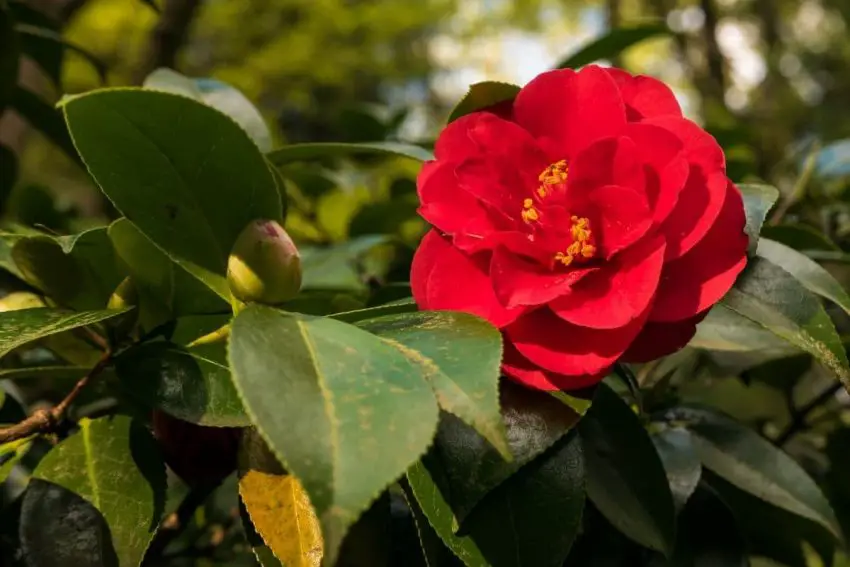 camelia