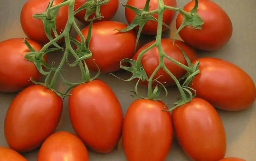 Varietà di pomodoro Adelina