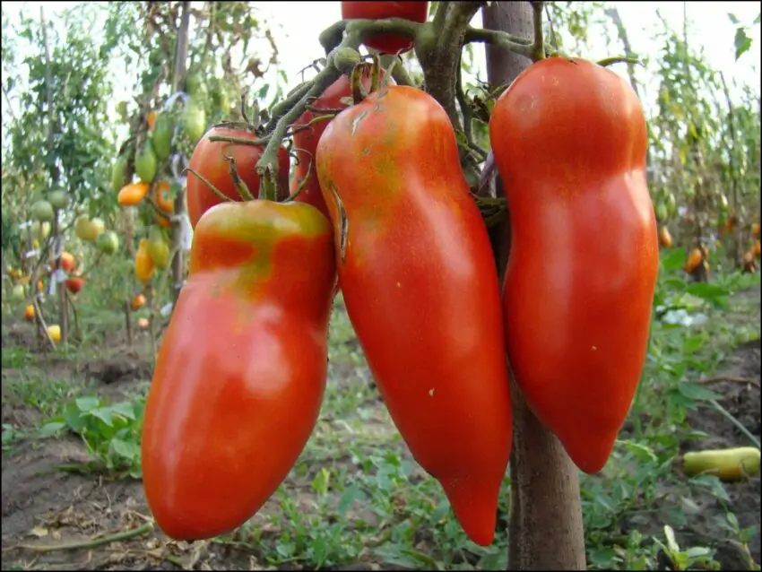 candele scarlatte pomodoro foto