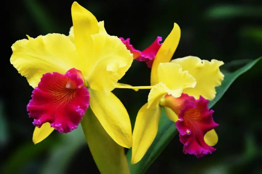 cattleya gialla