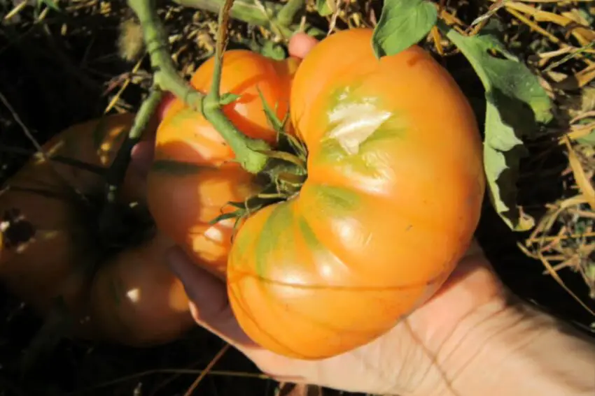 Pomodoro Amana Orange: caratteristiche, modalità di coltivazione